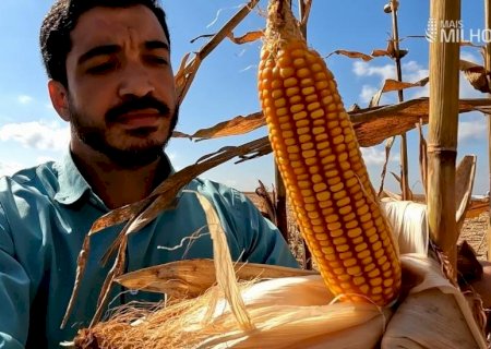 O segredo da alta produtividade: segunda safra de milho alcança 160 sc/ha em MS