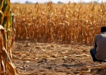 Agro: Recuperação judicial tem alta de 44,6% no 1º trimestre | Brasilagro