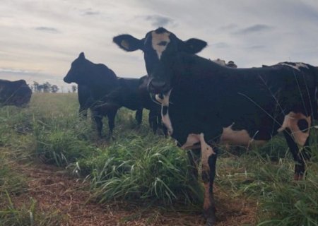 Pecuária e agricultura: como a tecnologia do Antecipasto otimiza a produção o ano todo