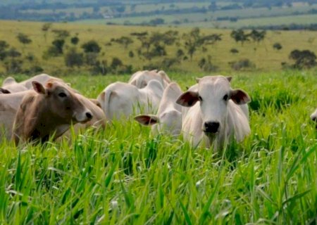 Primavera traz risco de parasitas; prevenção é essencial para rebanho