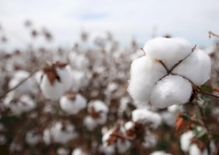 Beneficiamento do algodão avança, e exportações ganham ritmo