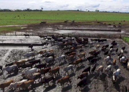 Como evitar perdas e manter o desempenho do gado confinado durante período das chuvas?