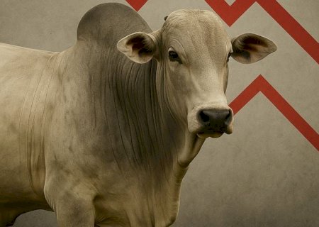 Retenção de animais e movimentos de China e EUA influenciam mercado do boi gordo