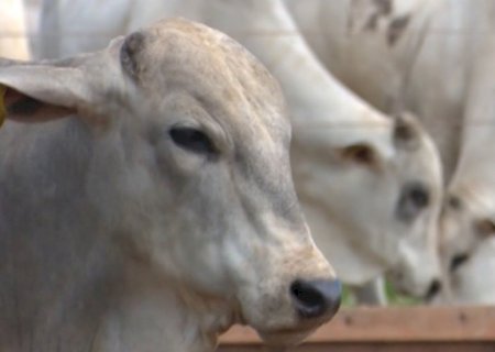 Suplementação no horário certo pode garantir maior desempenho do gado na seca; saiba mais
