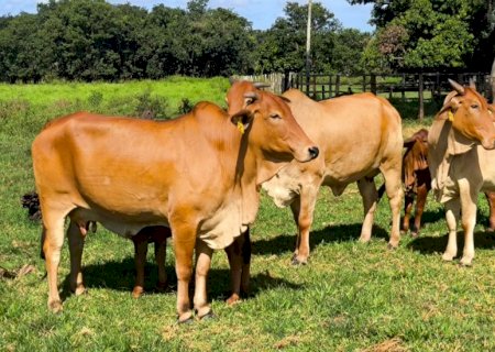 Embrapa lança calendário para orientar o produtor na estação de monta