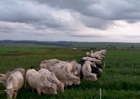 Manejo com cercas melhora produção e bem-estar animal na pecuária leiteira