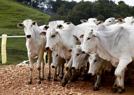 Taxa respiratória de ruminantes deve aumentar até 68% com mudanças climáticas