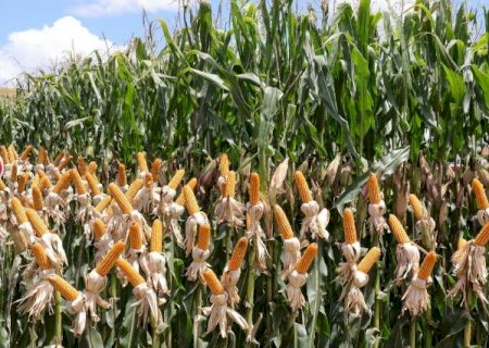 Safrinha de milho cresce 68% e Mato Grosso do Sul colhe safra recorde