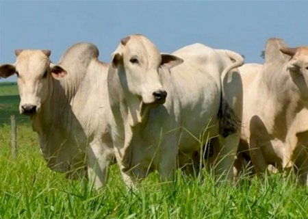 Arroba do boi gordo sobe na semana e mercado projeta cenário otimista para os próximos meses
