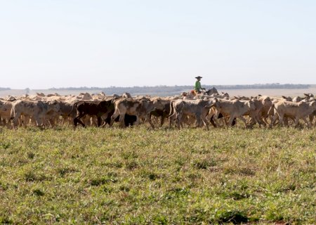 Agro é motor do desenvolvimento de Mato Grosso do Sul