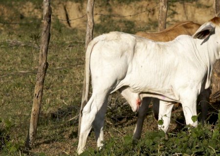 Preços do bezerro e boi magro sobem mais que o boi gordo e desafiam pecuarista