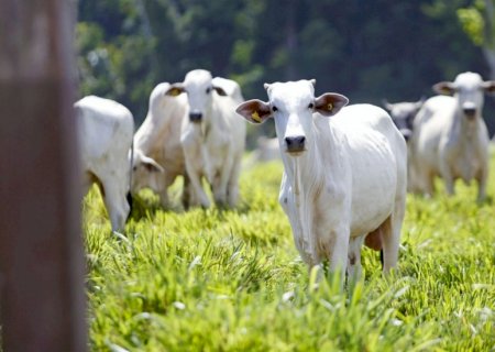 Nova regra do Ibama exige regularidade ambiental total da propriedade; entenda