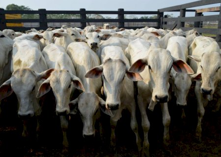 Preços do boi e da carne seguem firmes