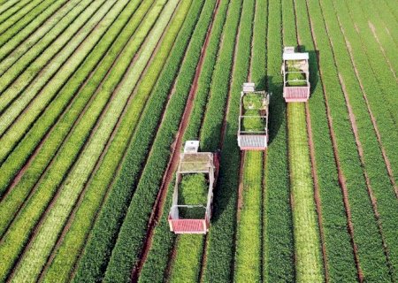Estoque de Letras de Crédito do Agronegócio chega a R$ 608 bilhões em setembro