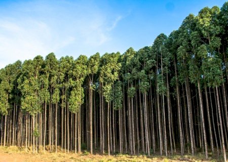 Florestas plantadas no MS devem crescer 40% até 2028
