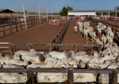 Seguro para gado? Entenda como proteger sua fazenda de prejuízos