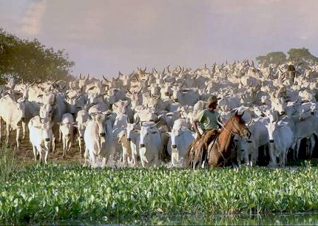 Pantanal de MS sofre pressão de obras e agronegócio, aponta estudo internacional