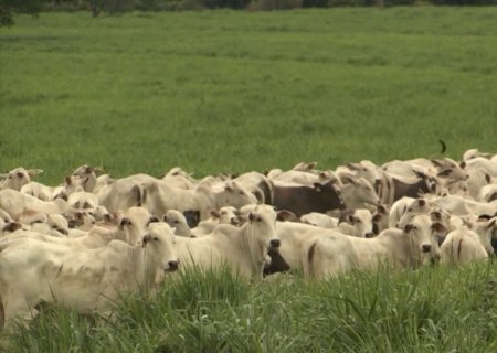 Pasto na seca: como a adubação otimiza o diferimento e o desempenho do gado