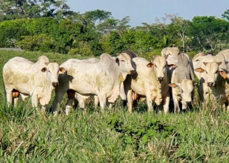 Estação de monta invertida: a chave para o 'bezerro do cedo' e o lucro na seca