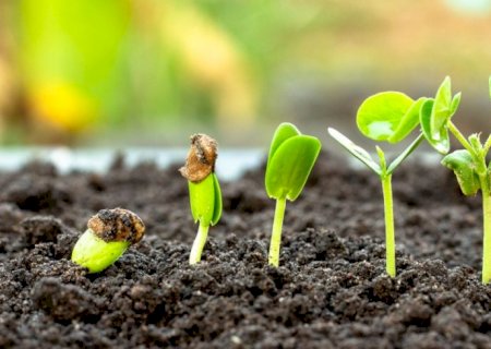 Uso de bioinsumos cresce 15% em 2025 e abre novas oportunidades para agricultura sustentável