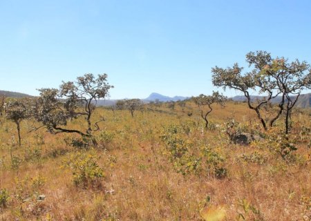 MS é habilitado para captar recursos de REDD+ e vai lançar edital para estruturar mercado de carbono em 2026