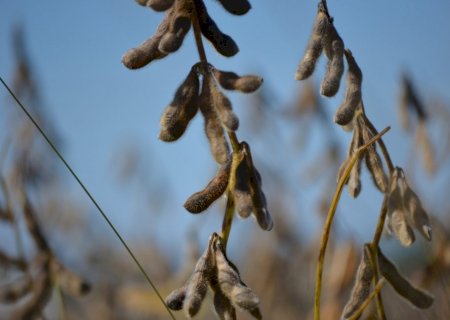 Conab atualiza dados e aponta atraso na temporada de soja 25/26; mercado reage na semana