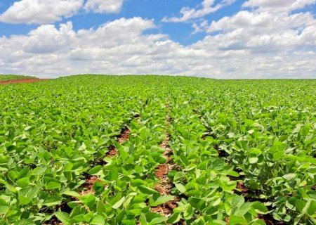 Plantio de soja no MS ultrapassou metade da área