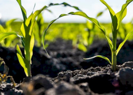 Soluções de uso da terra podem responder por até 30% da mitigação climática no Brasil