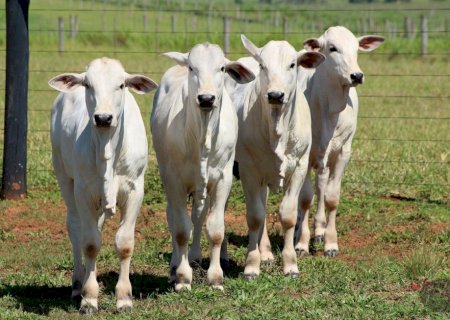Preço do bezerro alcança maior valor – R$ 438,40/@ – e renova máxima desde 2021