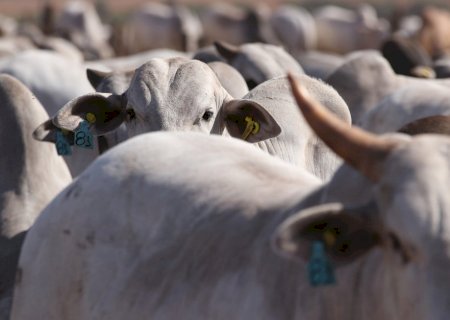 Confinamentos assumem papel de extensão das fazendas de cria e recria