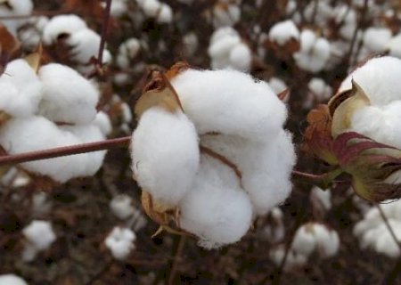 Governo de MS reforça controle do bicudo-do-algodoeiro com novas regras da Iagro