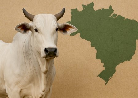 Com oferta em ajuste, arroba do boi se mantém firme e exportações aceleram