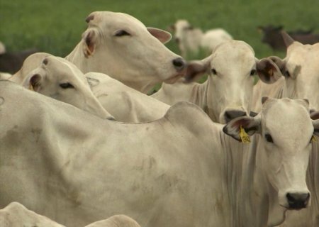 China adia investigação sobre carne bovina e mantém pressão sobre o mercado de boi gordo