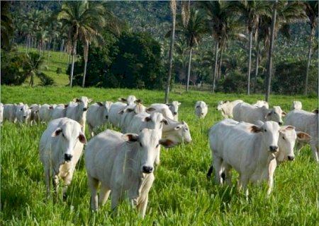 Mercado do boi gordo fecha a semana com cautela e atenção às exportações para a China