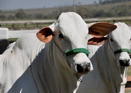 Boi gordo: consumo aquecido faz preços do atacado dispararem