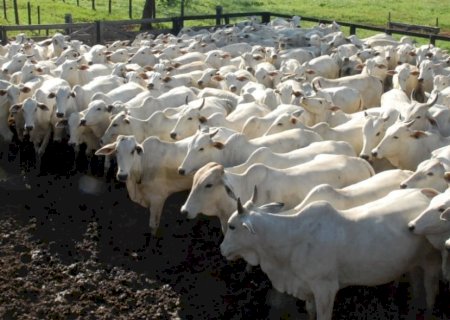 Preços do boi gordo seguem em alta na maioria das regiões