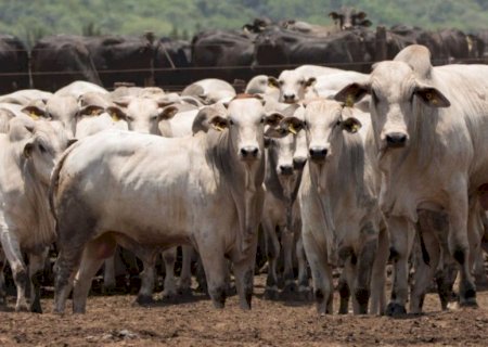 Venda de sêmen cresce 11,7% no 3º trimestre de 2025, para 8,3 milhões de doses
