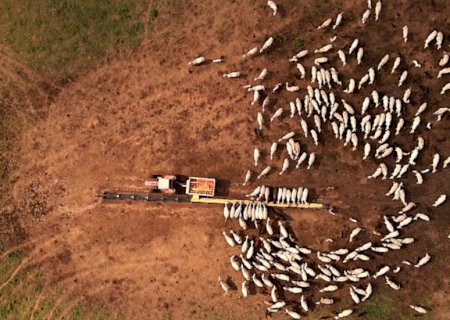Pecuária na seca: qualidade da mistura do suplemento pode definir desempenho do rebanho; entenda