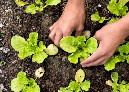 Agraer é responsável por mais da metade dos Cadastros da Agricultura Familiar emitidos em MS