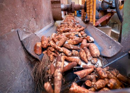 Preços da mandioca têm movimentos distintos e cotações estabilizam