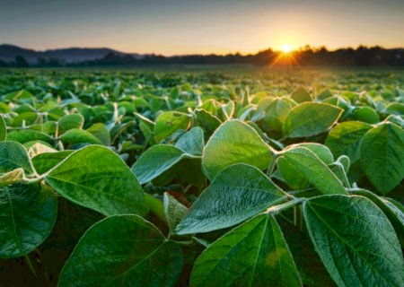 Soja dispara no mercado internacional e clima pressiona safra brasileira