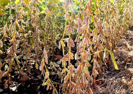 Cadastro de Plantio da IAGRO: Produtores devem registrar áreas cultivadas anualmente