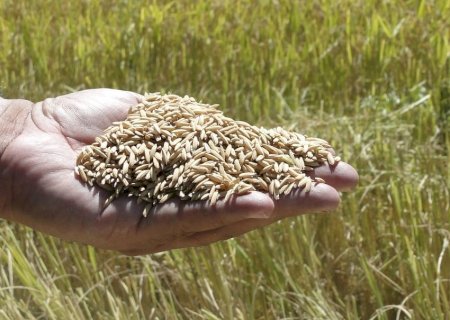 Crise do arroz contrasta com boa safra de grãos no país
