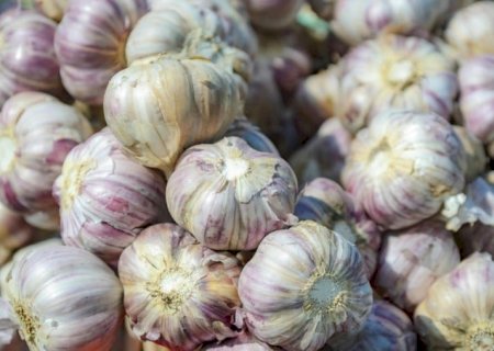Cultura do alho ganha zoneamento agrícola de risco climático
