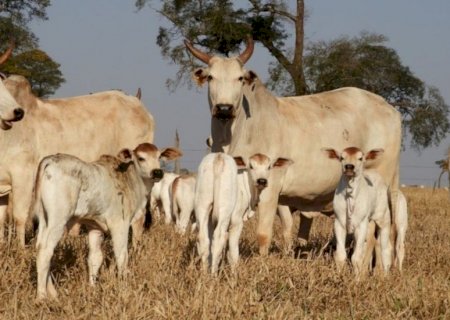Preços da reposição e da vaca apresentam altas consistentes