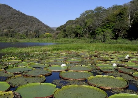Avanços ao aliar crescimento e preservação referendam MS na COP30, e Estado adere ao selo verde europeu