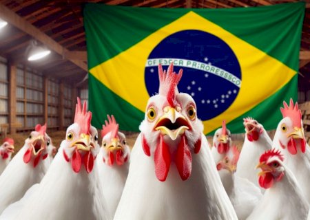 Brasil prevê exportar 600 mil toneladas de carne de frango à China em 2026 após fim de embargo