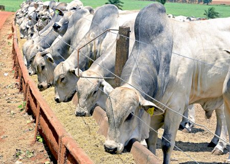 Nutrição de precisão eleva o sucesso na agropecuária