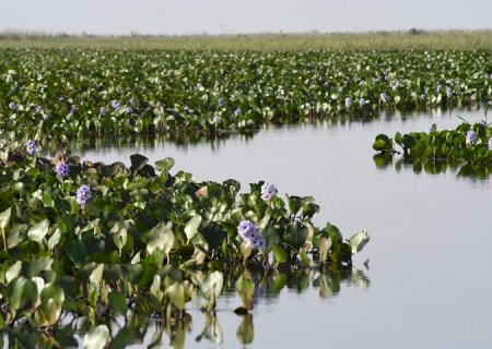 Mato Grosso do Sul na COP30: Estado apresenta ao mundo expertise único em carbono neutro e avanço econômico sustentável