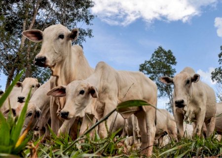 Preço do boi gordo: veja como o mercado fechou a semana